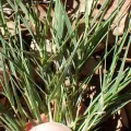 John Cowles · CC0 1.0 · GBIF