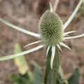 Millie Basden · CC BY 4.0 · GBIF