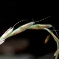 naturalistchu · CC BY 4.0 · GBIF