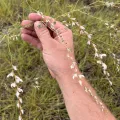 Cody Stricker · CC BY 4.0 · GBIF