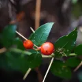 香菇 · CC BY 4.0 · GBIF