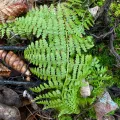 Shelby Lyn Sanders · CC BY 4.0 · GBIF