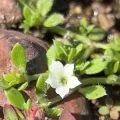 Sinaloa Silvestre · CC0 1.0 · GBIF