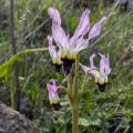 joergmlpts · CC BY 4.0 · GBIF