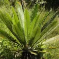 Adrianh M. Orozco · CC BY 4.0 · GBIF