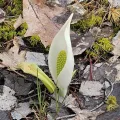 Mike Zifkin · CC BY 4.0 · GBIF