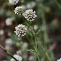 fmunoz · CC BY 4.0 · GBIF