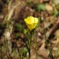 Duarte Frade · CC BY 4.0 · GBIF