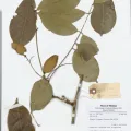 Naturalis Biodiversity Center · CC0 1.0 · GBIF