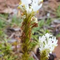 Liezl van der Merwe · CC BY 4.0 · GBIF