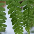 Unknown · CC BY 4.0 · GBIF