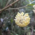 Sagnik Dutta Roy · CC BY 4.0 · GBIF