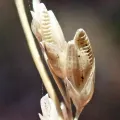 Harry Rose · CC0 1.0 · GBIF