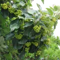林正文 · CC BY 4.0 · GBIF
