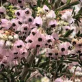 Di Turner · CC0 1.0 · GBIF