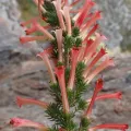Ren Hoekstra · CC BY 4.0 · GBIF