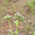 Michelle Sevcovas · CC BY 4.0 · GBIF