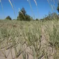 Matt Lavin · CC BY 4.0 · GBIF