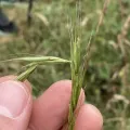 Adam J. Searcy · CC BY 4.0 · GBIF