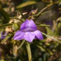 Kym Nicolson · CC BY 4.0 · GBIF