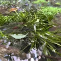何小花 · CC BY 4.0 · GBIF