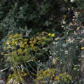 Eleftherios Katsillis · CC BY 4.0 · GBIF
