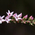 Bruce Cathie · CC BY 4.0 · GBIF