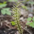 Igor Balashov · CC BY 4.0 · GBIF