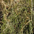 Duarte Frade · CC BY 4.0 · GBIF