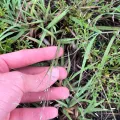 naturedom12 · CC0 1.0 · GBIF