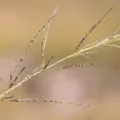 Kym Nicolson · CC BY 4.0 · GBIF