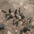 Jimmy Whatmore · CC0 1.0 · GBIF