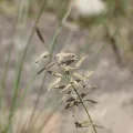 Mahomed Desai · CC BY 4.0 · GBIF