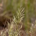 Kym Nicolson · CC BY 4.0 · GBIF
