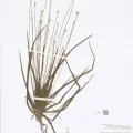 Naturalis Biodiversity Center · CC0 1.0 · GBIF