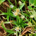 Sindhu Haridas · CC BY 4.0 · GBIF