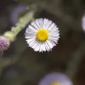 Isaac Ethington · CC BY 4.0 · GBIF