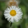nmoorhatch · CC BY 4.0 · GBIF