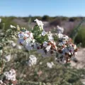 De Waal Hugo · CC BY 4.0 · GBIF