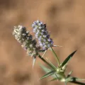 Kym Nicolson · CC BY 4.0 · GBIF
