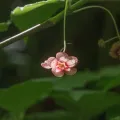 ant, like the bug · CC0 1.0 · GBIF