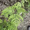 Naturgucker Tom · CC0 1.0 · GBIF