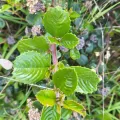 Peter Brastow · CC BY 4.0 · GBIF