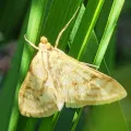 Feo Marshmallow · CC BY 4.0 · GBIF