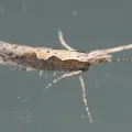 Jon Sullivan · CC BY 4.0 · GBIF