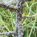 Chris Procter · CC BY 4.0 · GBIF