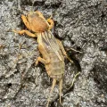 David LaMagna · CC BY 4.0 · GBIF