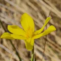Albertus Horn · CC BY 4.0 · GBIF