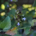 Felipe Horton · CC BY 4.0 · GBIF