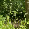 Daniel J. Layton · CC BY 4.0 · GBIF